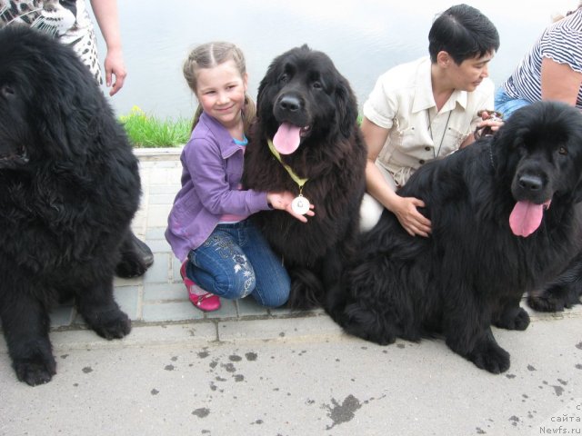 Фото: ньюфаундленд Анджел Викториус, Наташа Будина, ньюфаундленд Александрия Моя Радость, Галия Гизатуллина, ньюфаундленд Барышня