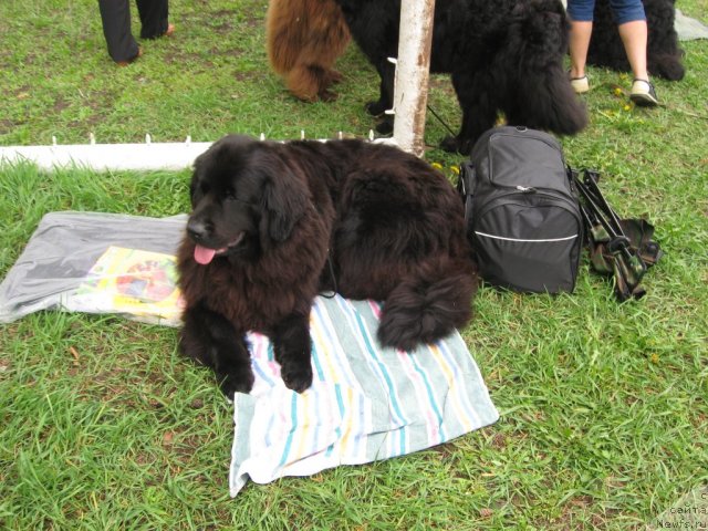 Фото: ньюфаундленд Александрия Моя Радость