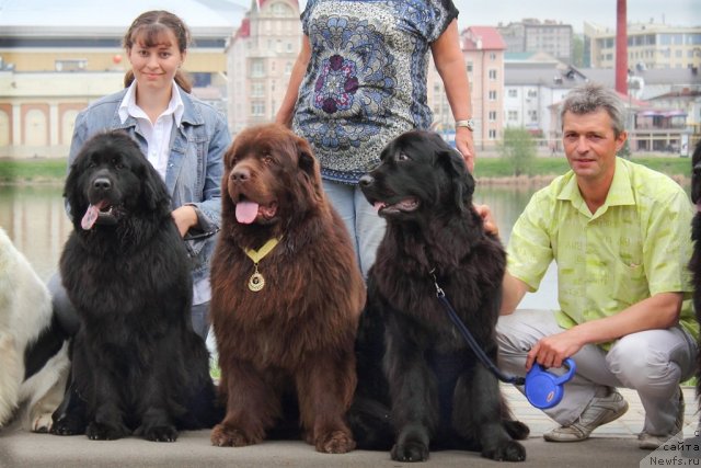 Фото: ньюфаундленд Императорский Каприз Икария, ньюфаундленд Лесная Сказка Королевский Медведь (Lesnaja Skazka Korolevskiy Medved), ньюфаундленд Юнона, Дарья Гусынина, Андрей Кошкидько