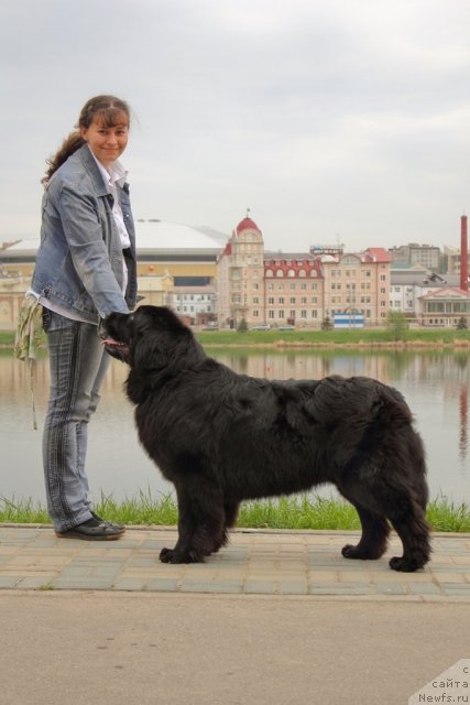 Фото: ньюфаундленд Императорский Каприз Икария, Дарья Гусынина
