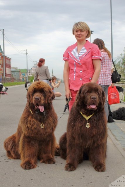Фото: ньюфаундленд Бархатка Роскошная, ньюфаундленд Лесная Сказка Королевский Медведь (Lesnaja Skazka Korolevskiy Medved), Светлана Пермякова