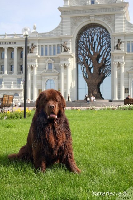 Фото: ньюфаундленд Лесная Сказка Королевский Медведь (Lesnaja Skazka Korolevskiy Medved)