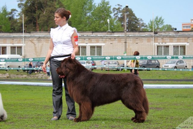 Фото: ньюфаундленд Лесная Сказка Королевский Медведь (Lesnaja Skazka Korolevskiy Medved), Светлана Самарцева