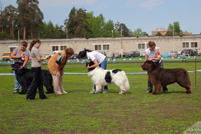 Фото: ньюфаундленд Кипер Соул Есаул (Keeper Soul Esaul), ньюфаундленд Аквиан Сонг Зефир, ньюфаундленд Лесная Сказка Королевский Медведь (Lesnaja Skazka Korolevskiy Medved)
