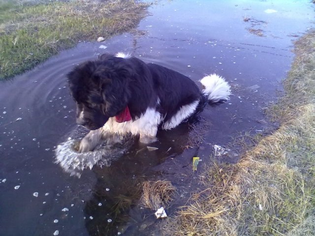 Фото: ньюфаундленд Отважный Рыцарь Айвенго из Тихого Омута