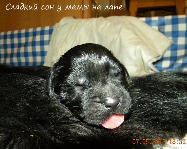 Фото: ньюфаундленд Малая Медведица из Племени Кедра