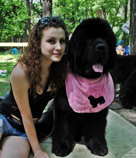 Фото: ньюфаундленд Сент Джонс Убертино (Sent Djons Ubertino), Ира