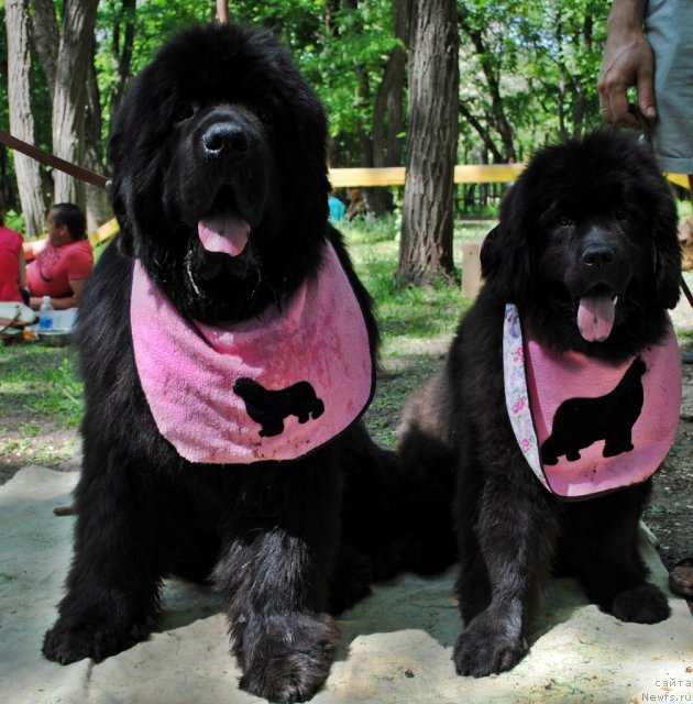 Фото: ньюфаундленд Сент Джонс Убертино (Sent Djons Ubertino), ньюфаундленд Деми Мур