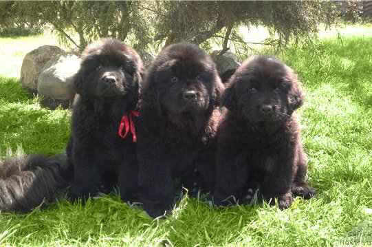 Фото: ньюфаундленд Таймлес Бьюти, ньюфаундленд Тужур Бель, ньюфаундленд Транкиль Кураж