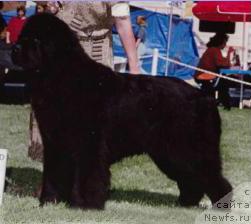 Фото: ньюфаундленд Shiprocks Legacy Wheeler Dealer