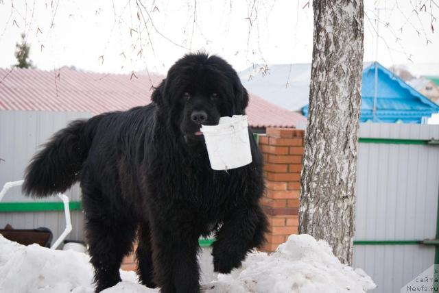 Фото: ньюфаундленд Юган с Тоянова Городка (Ygan s Toyanova Gorodka)