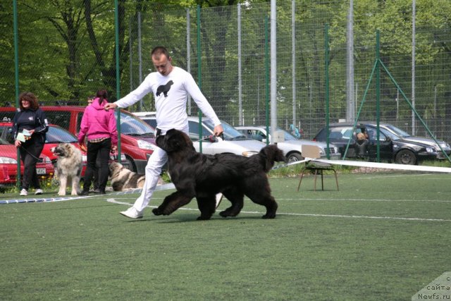 Фото: ньюфаундленд Love Me Tender Midnight Bear, Александр Розенфельд
