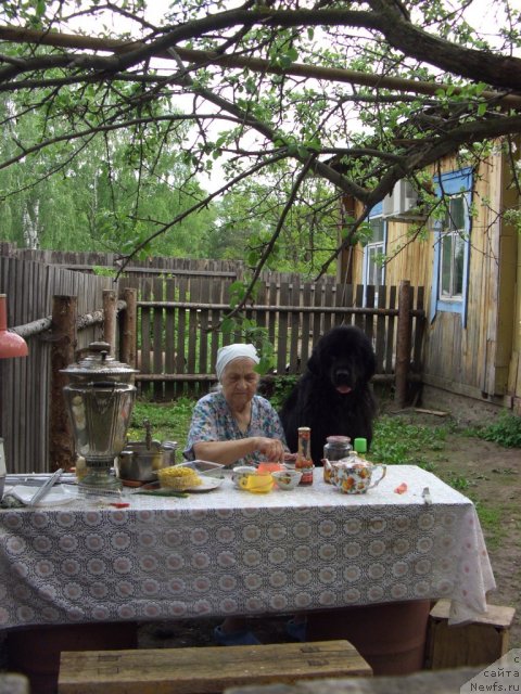 Фото: ньюфаундленд Барышня