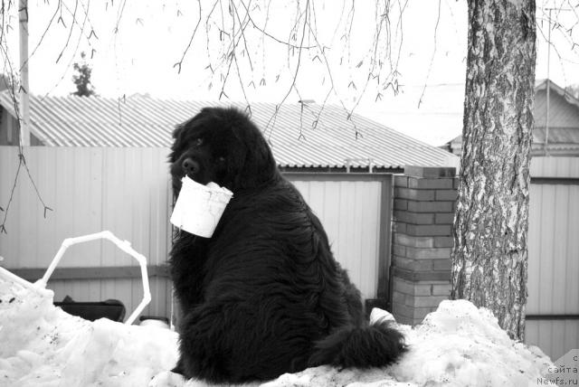 Фото: ньюфаундленд Юган с Тоянова Городка (Ygan s Toyanova Gorodka)