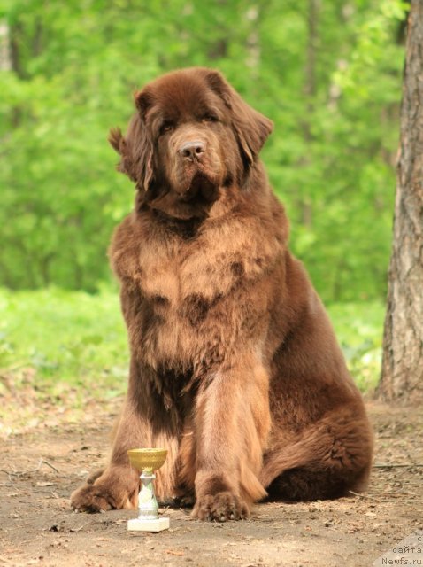 Фото: ньюфаундленд Черный Шарм Ангельская Красота (Chernyi Sharm Angel'skaya Krasota)