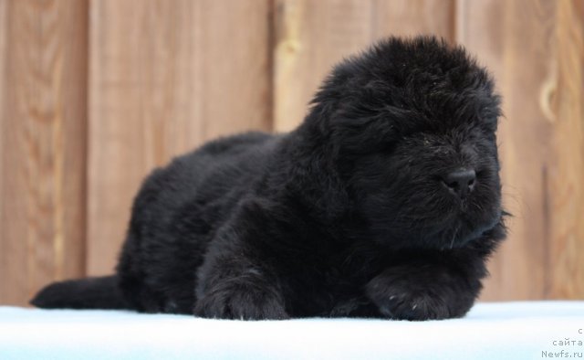 Фото: ньюфаундленд Акватория Келвин Флэш Ройал (Aquatoriya Kelvin Flash Royal)