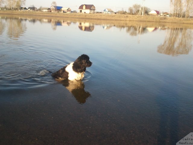 Фото: ньюфаундленд Отважный Рыцарь Айвенго из Тихого Омута
