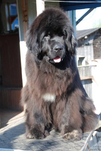 Фото: ньюфаундленд Бегущая по Волнам Роуал Флаш (Beguschaya po Volnam Royal Flash)