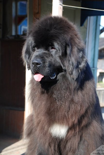 Фото: ньюфаундленд Бегущая по Волнам Роуал Флаш (Beguschaya po Volnam Royal Flash)