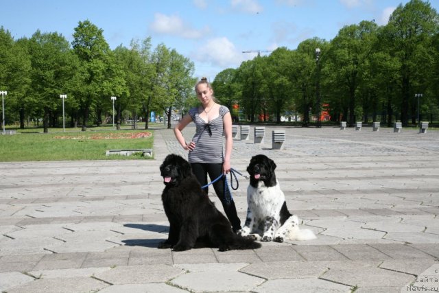 Фото: ньюфаундленд Сент Джонс Хендсел фо Ми (Sent Djons Handsel for Me), Анастасия, ньюфаундленд Аквиан Сонг Зеро Гравити (Akvian Song Zero Graviti)