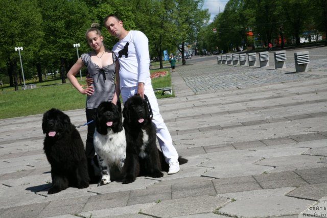 Фото: ньюфаундленд Сент Джонс Хендсел фо Ми (Sent Djons Handsel for Me), ньюфаундленд Love Me Tender Midnight Bear, ньюфаундленд Аквиан Сонг Зеро Гравити (Akvian Song Zero Graviti)