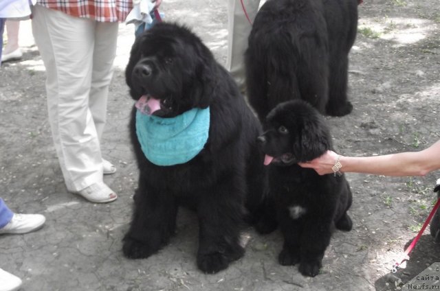 Фото: ньюфаундленд Чарующий Чезарио (Charuyuschiy Chezario)