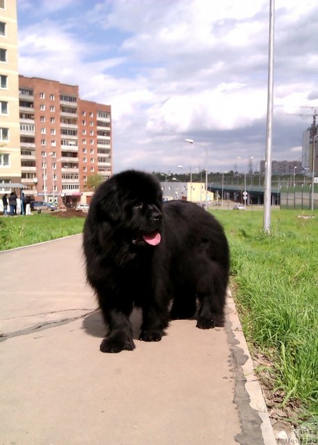 Фото: ньюфаундленд Их Высочество Владлена Маджикс