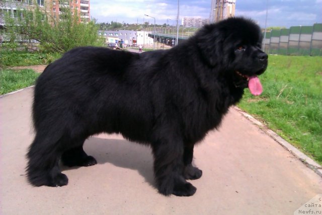 Фото: ньюфаундленд Их Высочество Владлена Маджикс