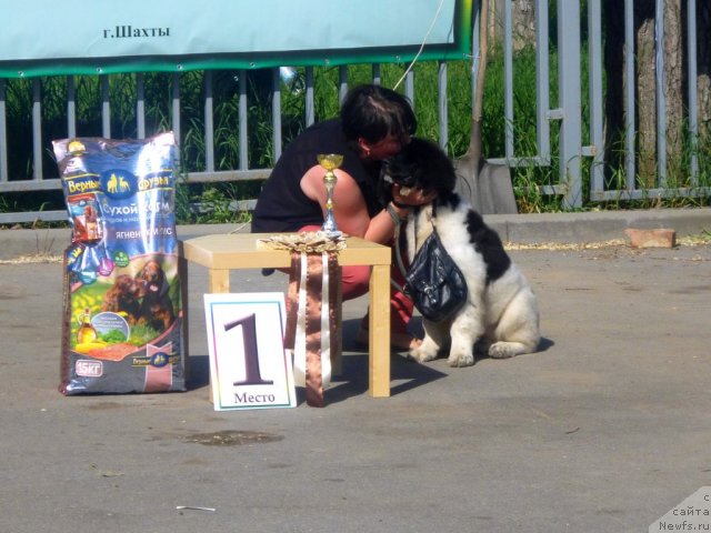 Фото: ньюфаундленд Черный Шарм Венесуэла