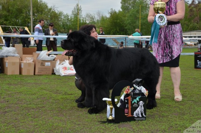 Фото: ньюфаундленд Ланцелот Вялiкi Мядзведзь (Lanselot Vialiki Miadzved)