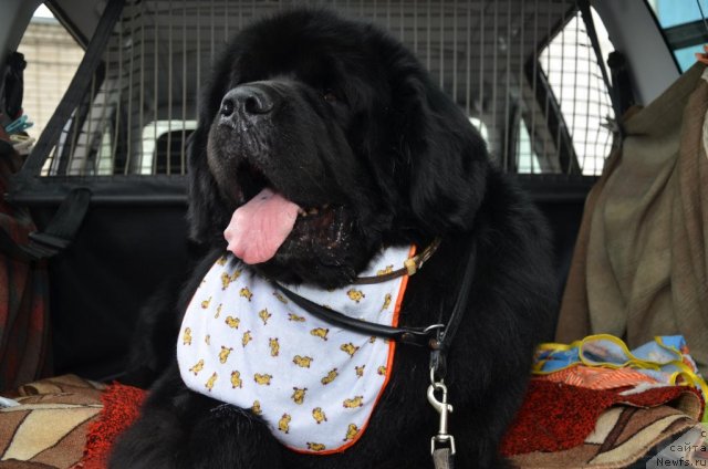 Фото: ньюфаундленд Ланцелот Вялiкi Мядзведзь (Lanselot Vialiki Miadzved)