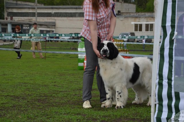 Фото: ньюфаундленд Сент Джонс Царевна Лебедь (Sent Djons Carevna Lebed)