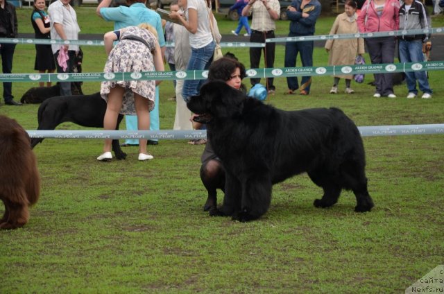Фото: ньюфаундленд Ланцелот Вялiкi Мядзведзь (Lanselot Vialiki Miadzved)