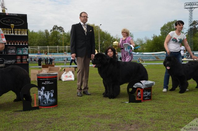 Фото: ньюфаундленд Ланцелот Вялiкi Мядзведзь (Lanselot Vialiki Miadzved)