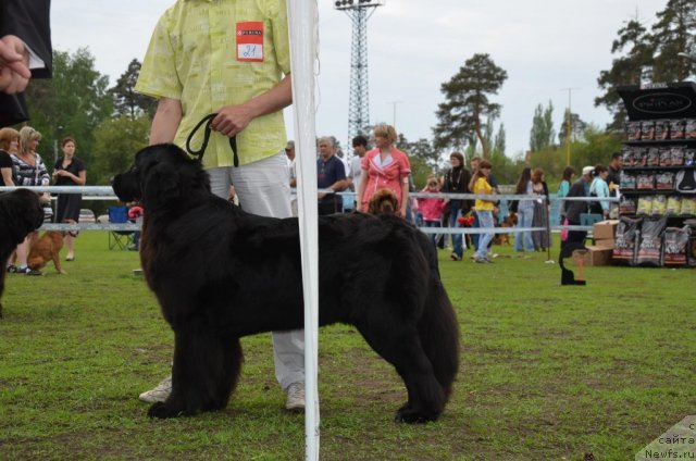Фото: ньюфаундленд Юнона