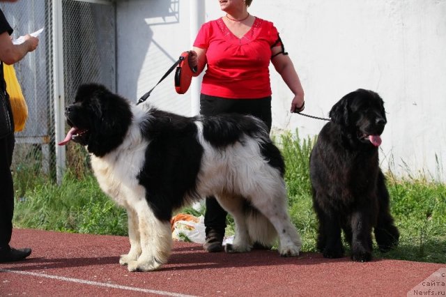Фото: ньюфаундленд Threeponds Right Way, ньюфаундленд Аллегро Ассаи Луна