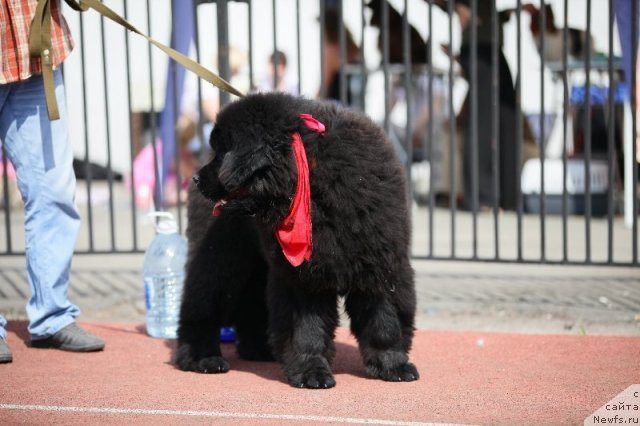 Фото: ньюфаундленд Камелита Асти