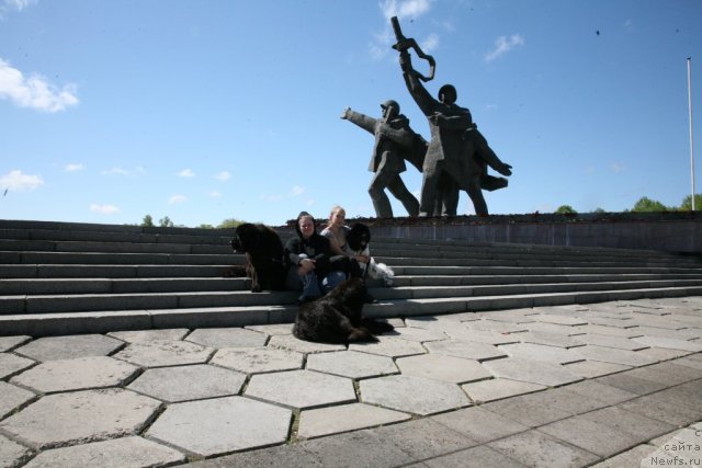 Фото: ньюфаундленд Сент Джонс Хендсел фо Ми (Sent Djons Handsel for Me), ньюфаундленд Love Me Tender Midnight Bear, ньюфаундленд Аквиан Сонг Зеро Гравити (Akvian Song Zero Graviti), Елена Розенфельд