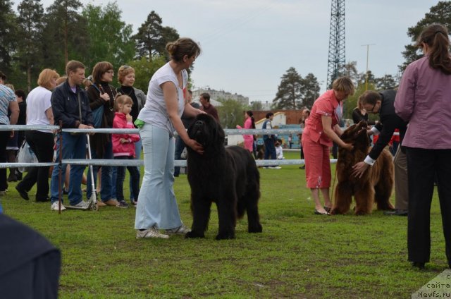 Фото: ньюфаундленд Акватория Келвин Лаура Биаджотти (Aquatoriya Kelvin Laura Biagiotti)