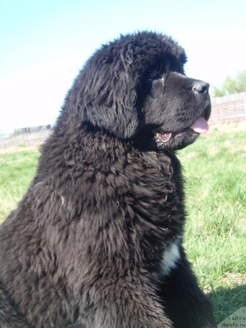 Фотография № 95781