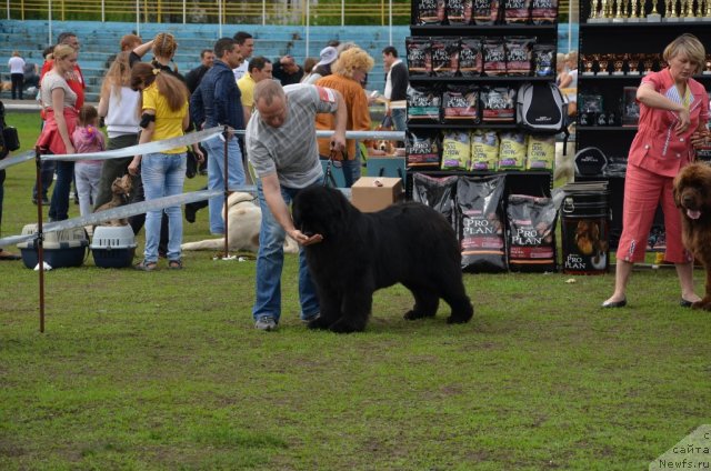 Фото: ньюфаундленд Их Высочество Валенсия Вуд