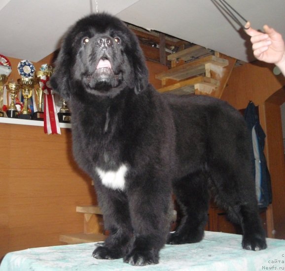 Фотография № 95784