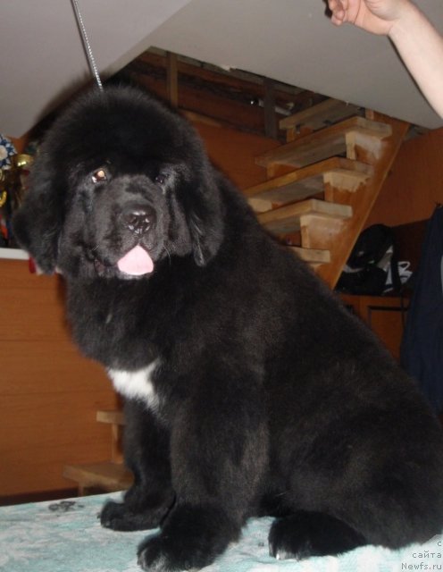 Фотография № 95785