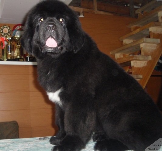 Фотография № 95786