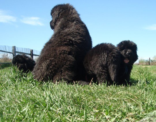 Фото: ньюфаундленд Блэк Диамонд Агидель от Потапа Увертюра