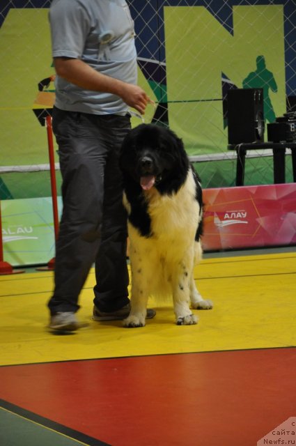 Фотография № 95796