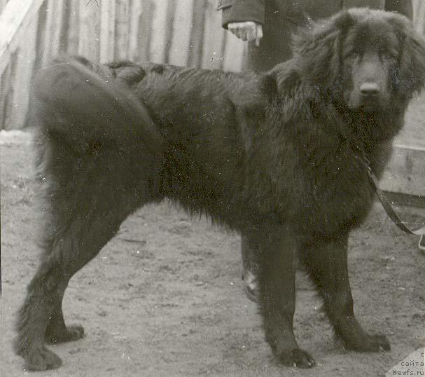 Фото: ньюфаундленд Сабур