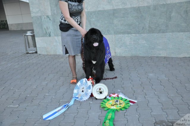 Фото: ньюфаундленд Кара Аюлар Алмазная Принцесса