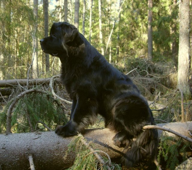 Фото: ньюфаундленд Акватория Келвин Кадриль (Aquatoriya Kelvin Kadril)