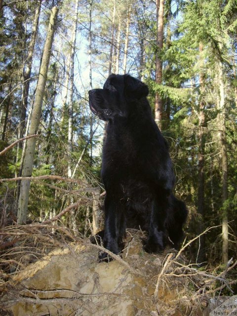 Фото: ньюфаундленд Акватория Келвин Кадриль (Aquatoriya Kelvin Kadril)